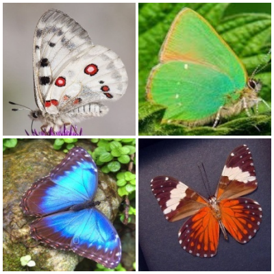 Butterflys and Moths Thumbnail