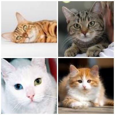 Cat Breeds Thumbnail