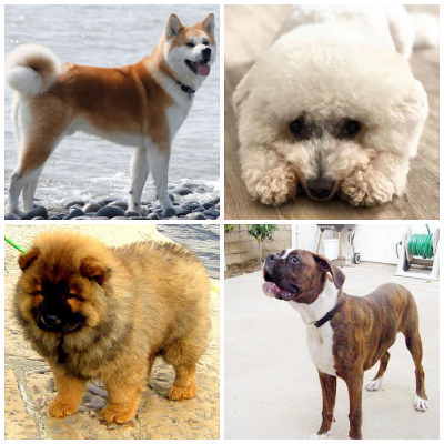 Dog Breeds Thumbnail
