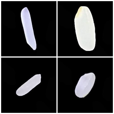 Rice Species Thumbnail